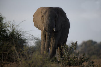 Facing a Giant. - Free image #503223